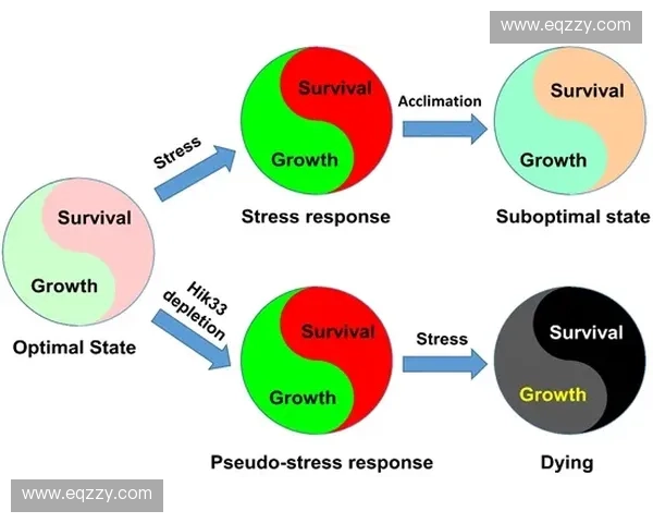 运动生理学视角下人体适应机制与训练效果的关系研究